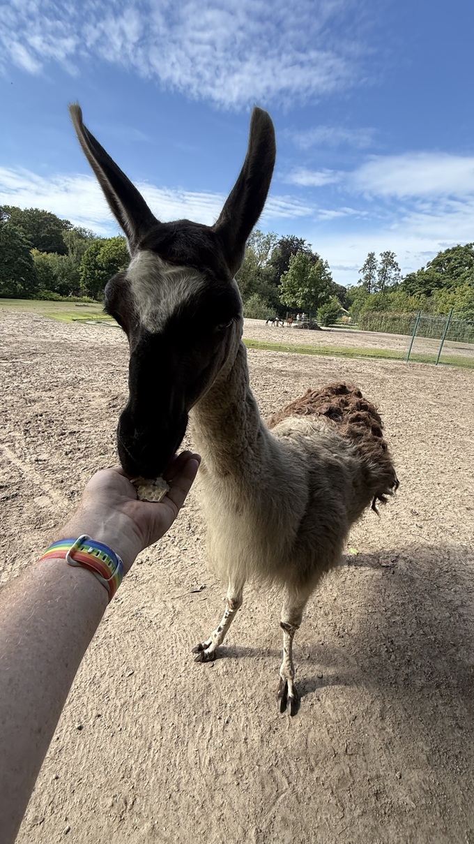 Lama – Tierpark Berlin