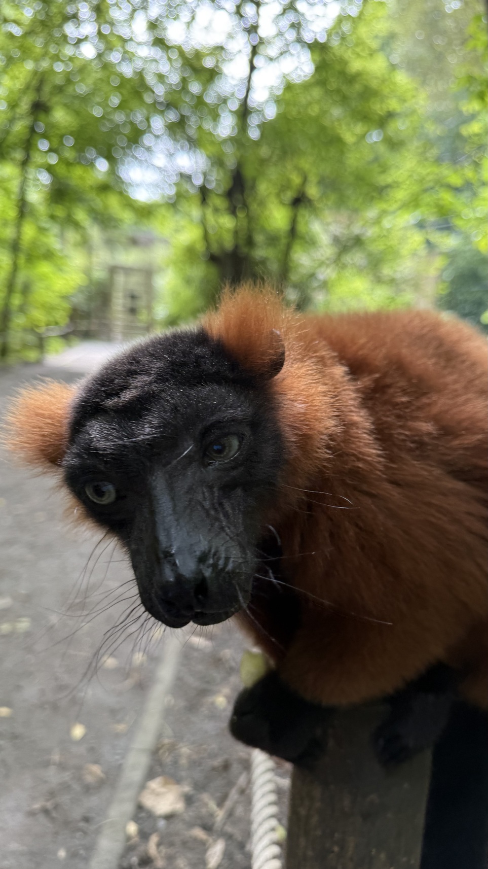Roter Vari – Tierpark Berlin