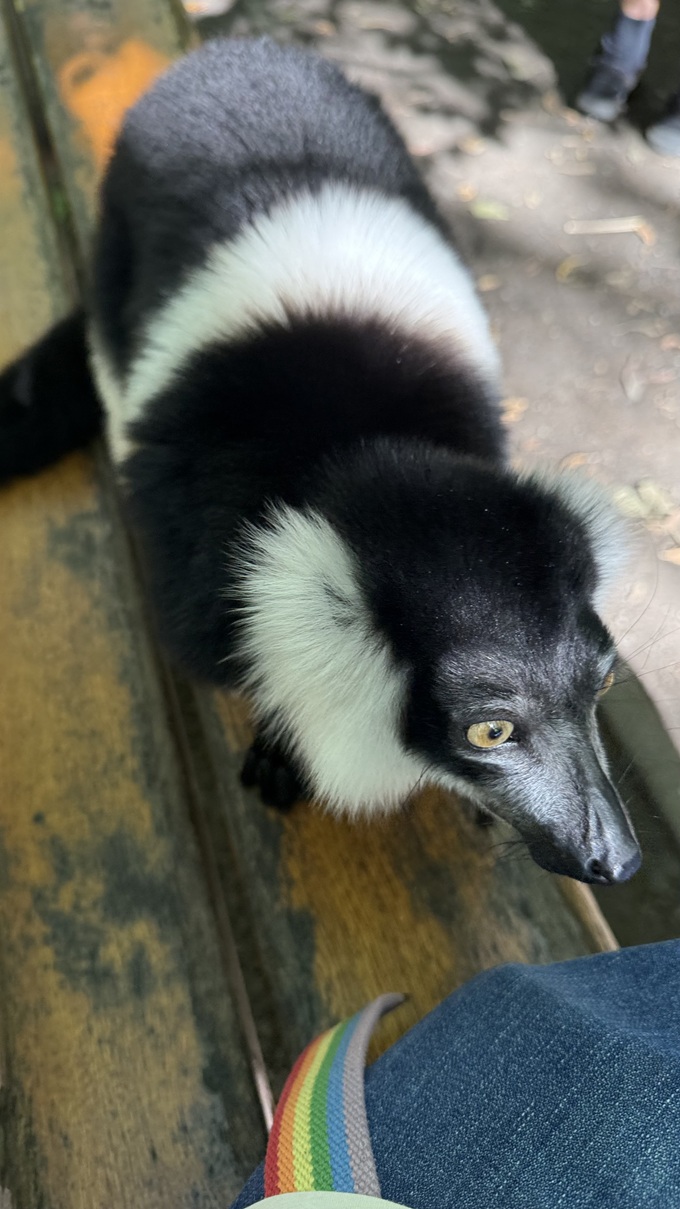 Schwarz-weißer Vari – Tierpark Berlin